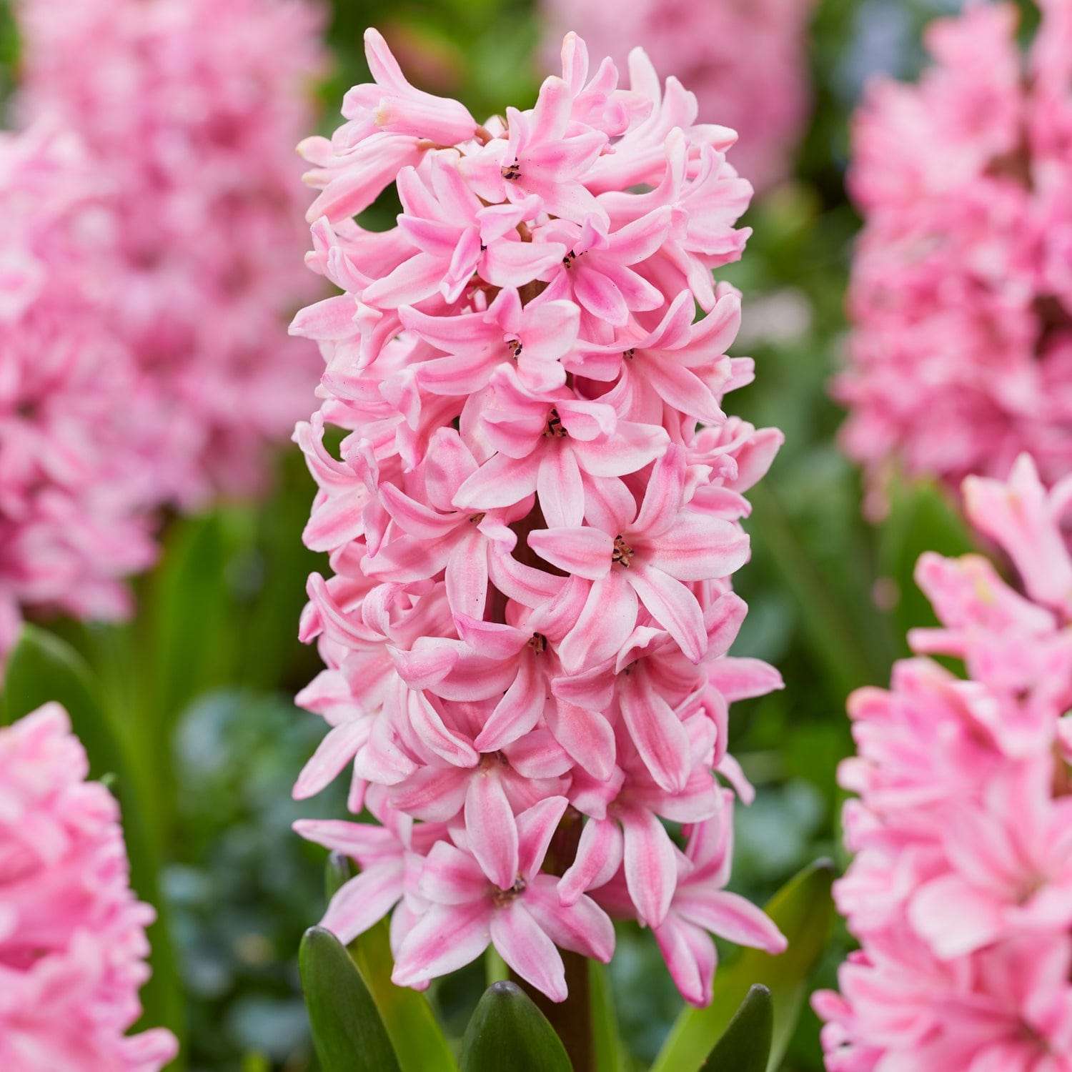 Hyasintti 'Fondant'